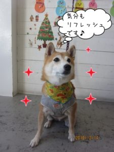 クリスマス豆柴
