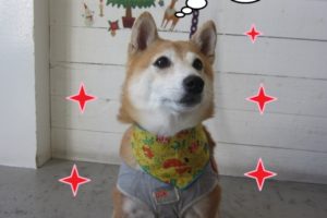 クリスマス豆柴