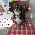 えっへんクリスマスチワワ