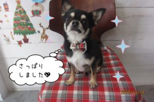 えっへんクリスマスチワワ