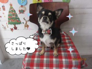 えっへんクリスマスチワワ