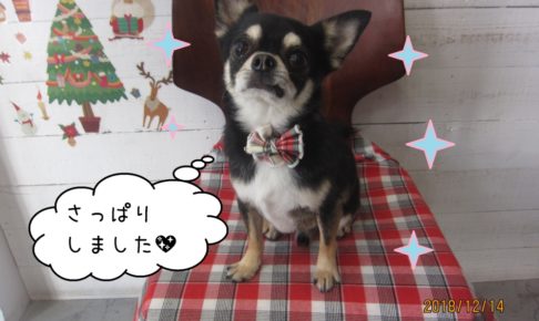 えっへんクリスマスチワワ