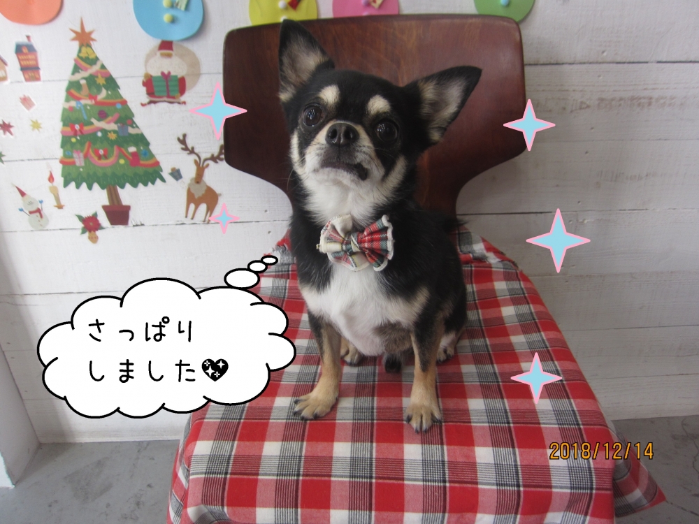 えっへんクリスマスチワワ
