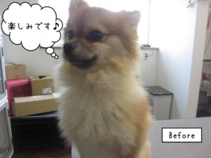 カット前ポメラニアン