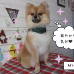 えっへんクリスマスポメラニアン