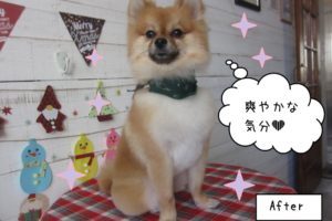 えっへんクリスマスポメラニアン