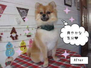 えっへんクリスマスポメラニアン