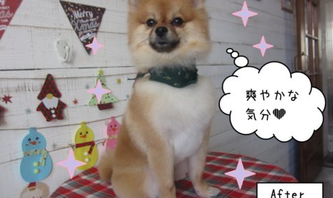 えっへんクリスマスポメラニアン