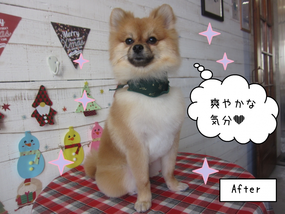 えっへんクリスマスポメラニアン