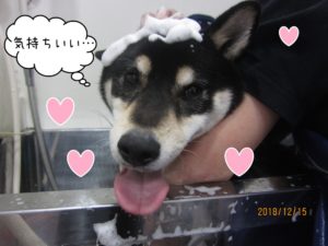 シャンプー中柴犬
