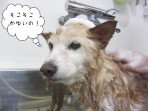 シャンプー中ミックス