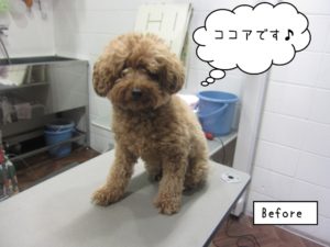カット前トイプードル