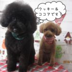 仲良しトイプードル