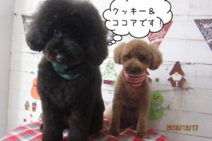 仲良しトイプードル