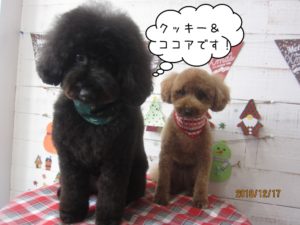 仲良しトイプードル