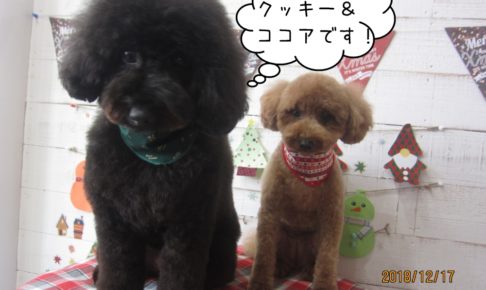 仲良しトイプードル