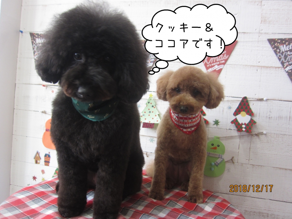 仲良しトイプードル