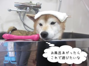 スパ中柴犬