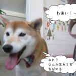 走る柴犬