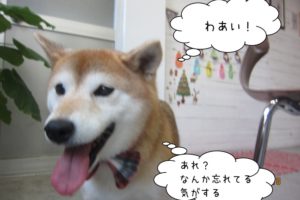 走る柴犬