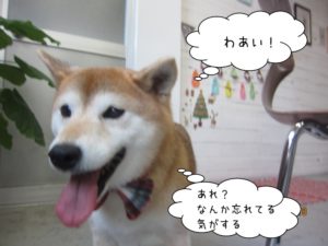 走る柴犬