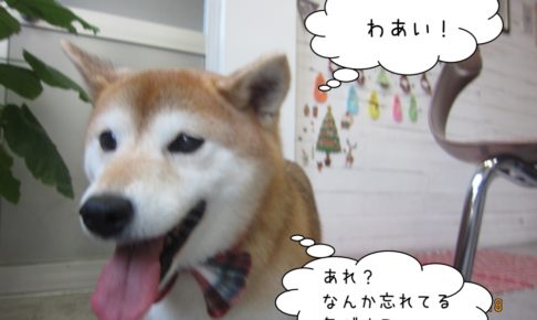 走る柴犬