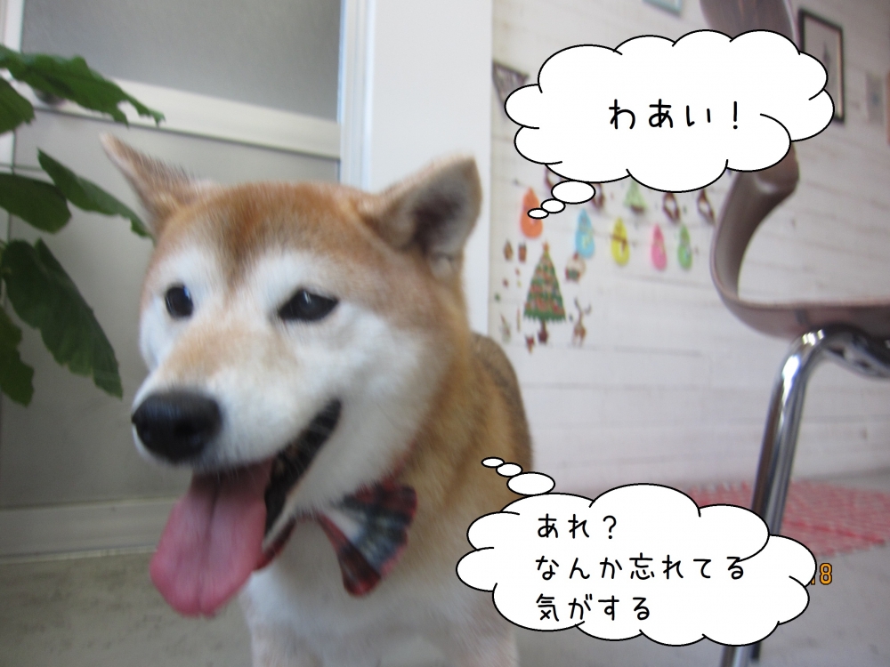 走る柴犬
