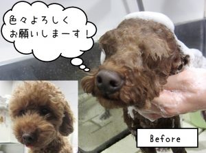 カット前トイプードル