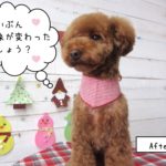 えっへんおすわりトイプードル