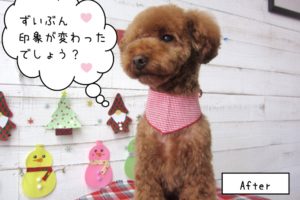 えっへんおすわりトイプードル