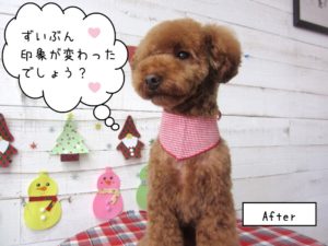 えっへんおすわりトイプードル