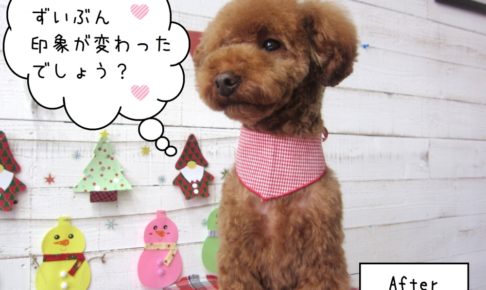 えっへんおすわりトイプードル