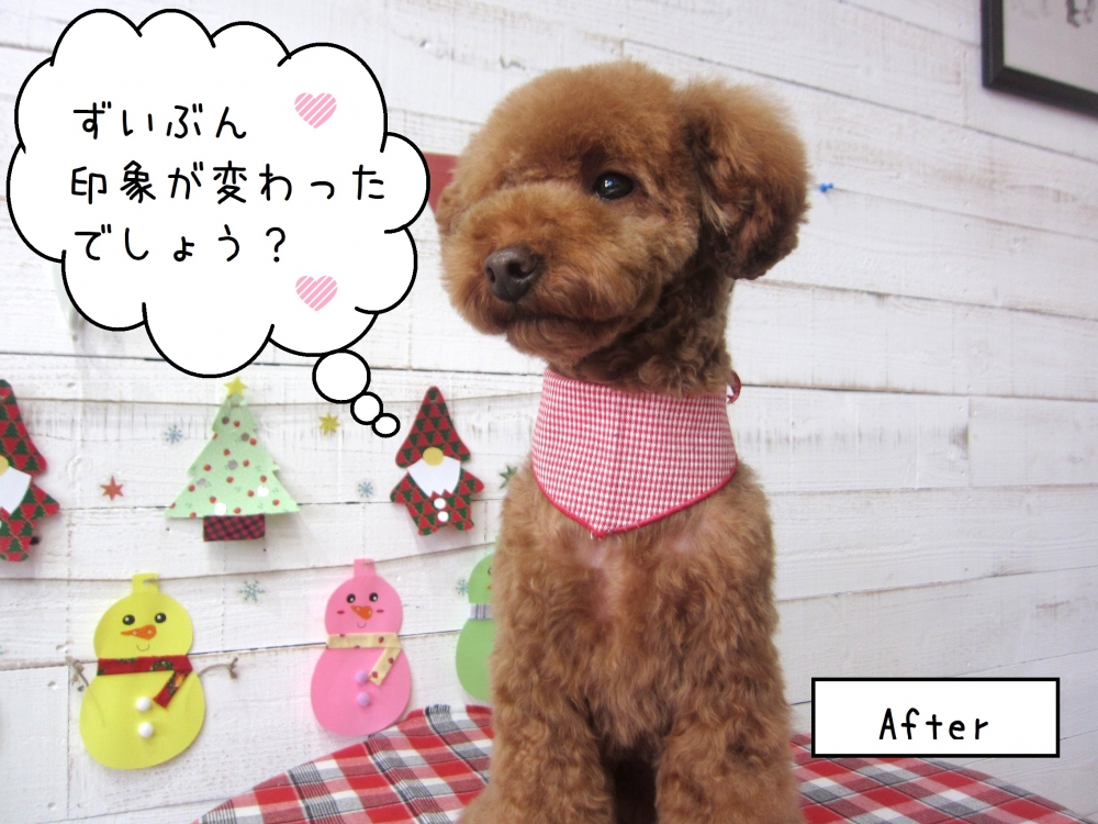 えっへんおすわりトイプードル