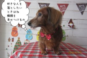 横顔ミニチュアダックス