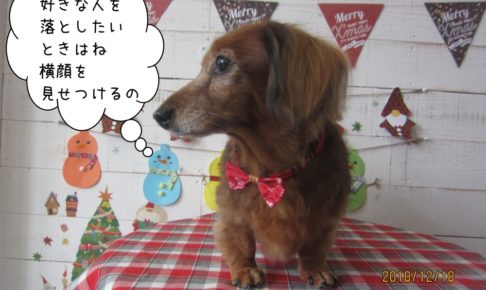 横顔ミニチュアダックス