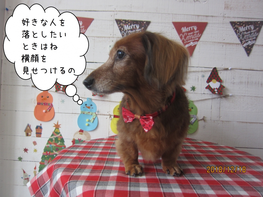 横顔ミニチュアダックス