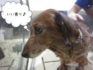 シャンプー中ミニチュアダックス