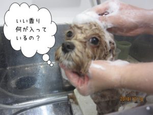 シャンプー中トイプードル