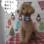 おすわりトイプードル