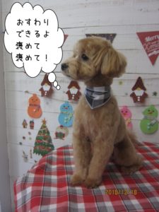 おすわりトイプードル