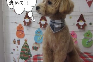 おすわりトイプードル