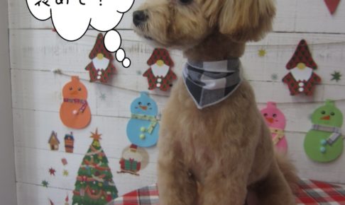 おすわりトイプードル