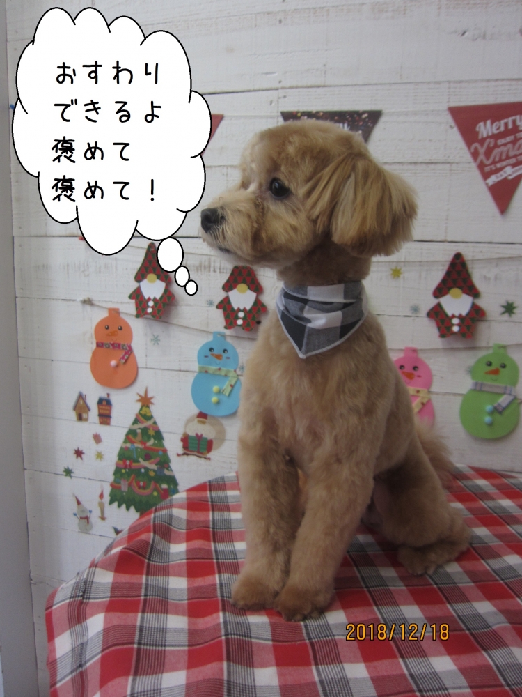 おすわりトイプードル