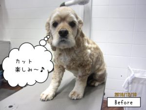 カット前コッカー