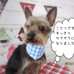 微笑むミックス