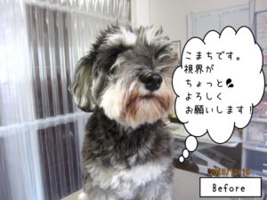 カット前Mシュナ