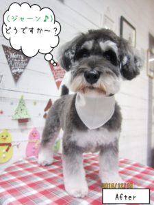 カット後Mシュナ