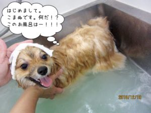 スパ中ポメラニアン