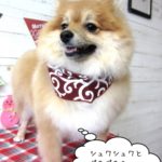 えっへんポメラニアン