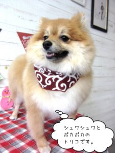 えっへんポメラニアン